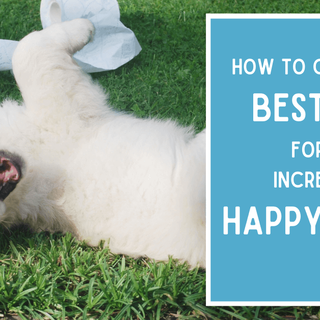 white dog playing on grass