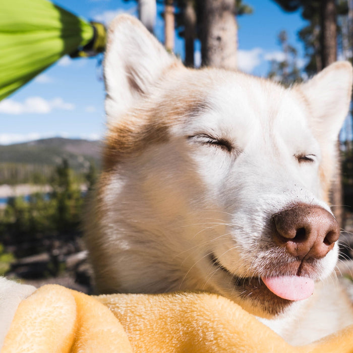 Should You Put Sunscreen On Your Dog?