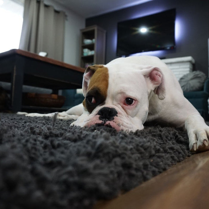 tired dog lying down on carpet