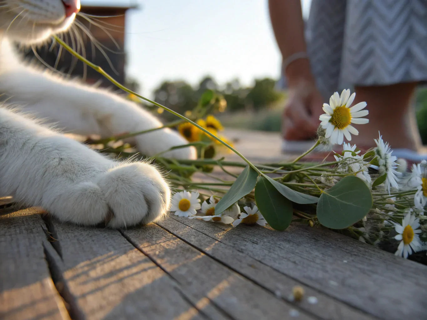cat claws