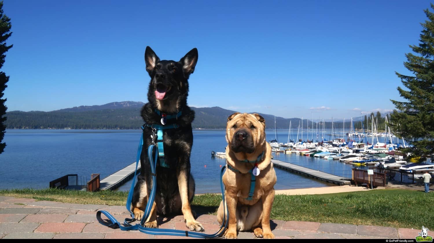 McCall Idaho with dogs