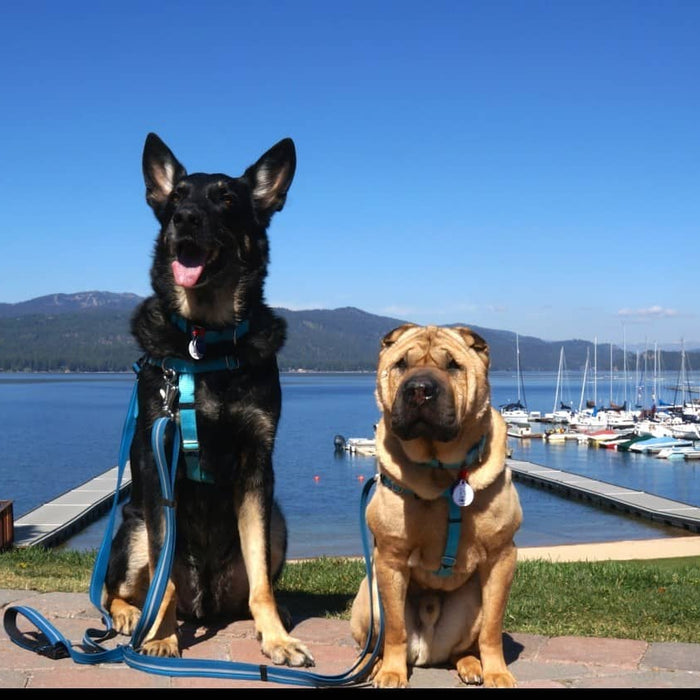 McCall Idaho with dogs