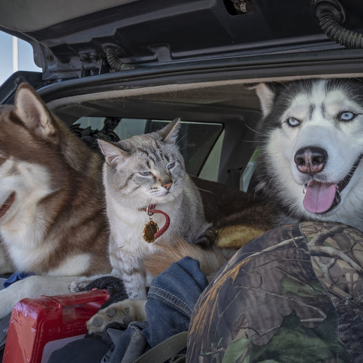 dog and cat in car