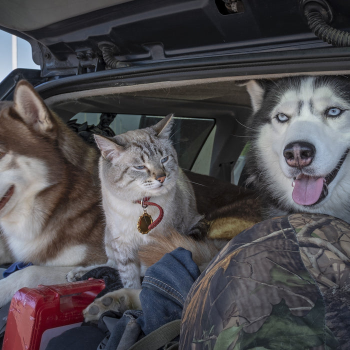 dog and cat in car