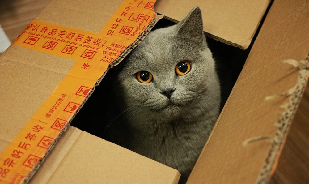 cat peeking out of a cardboard box