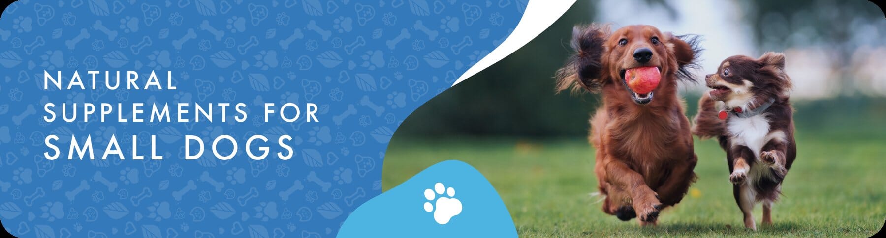 Small Dog Breed Health