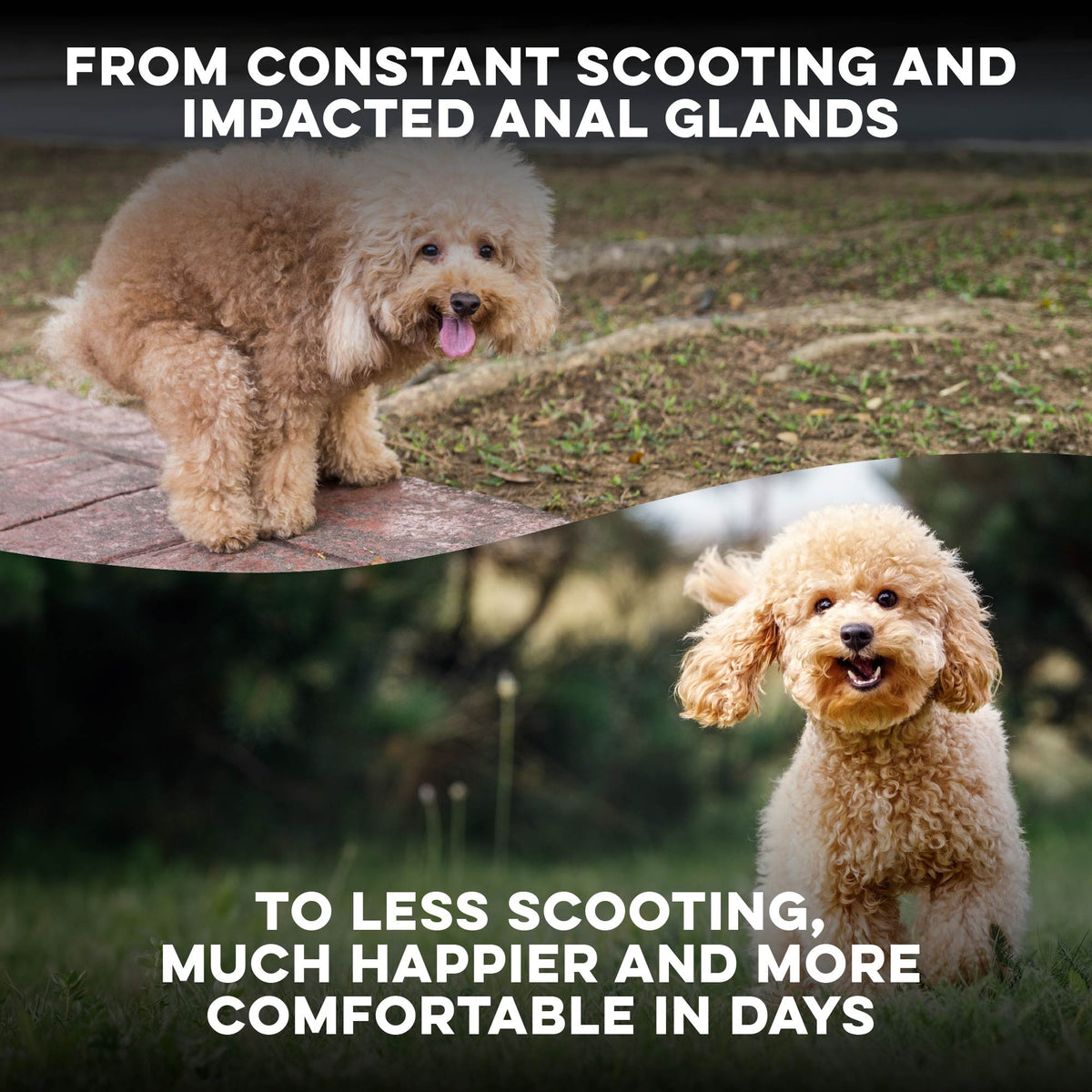 Dog & Cat Scoot Stopper & Anal Gland Remedy