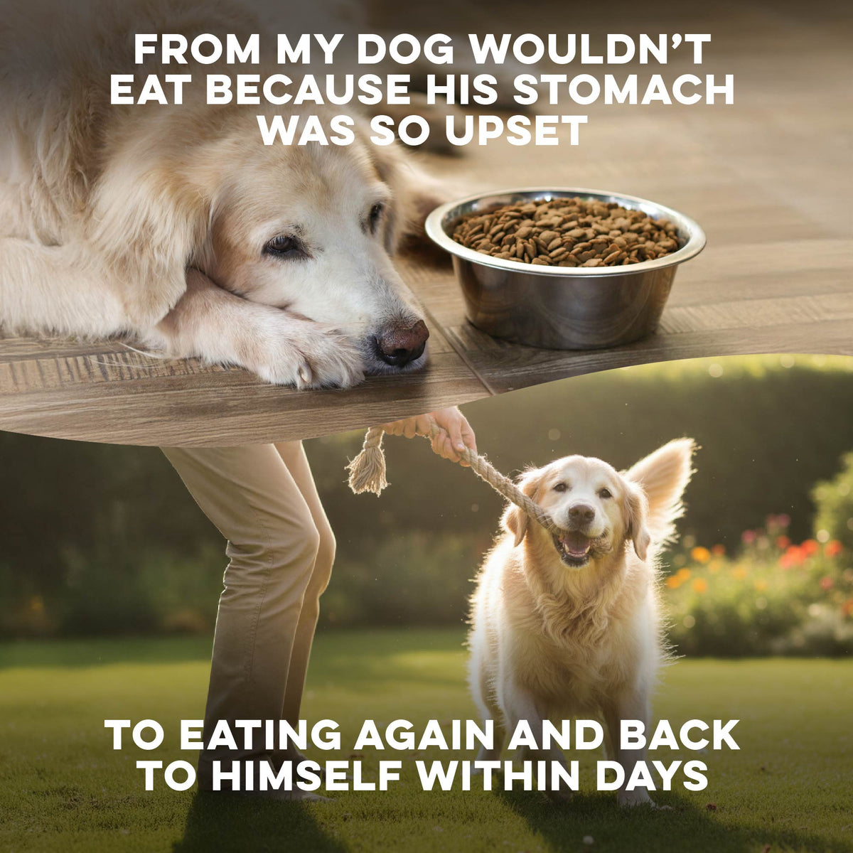 Natural Worm Defense for Dogs & Puppies | Broad Spectrum | BestLife4Pets