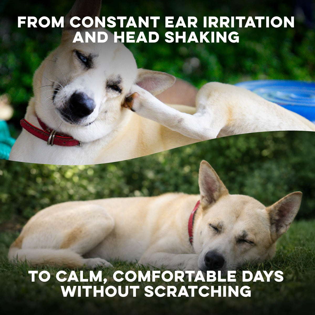 Dog & Cat Ear Infection & Itch Relief Remedy