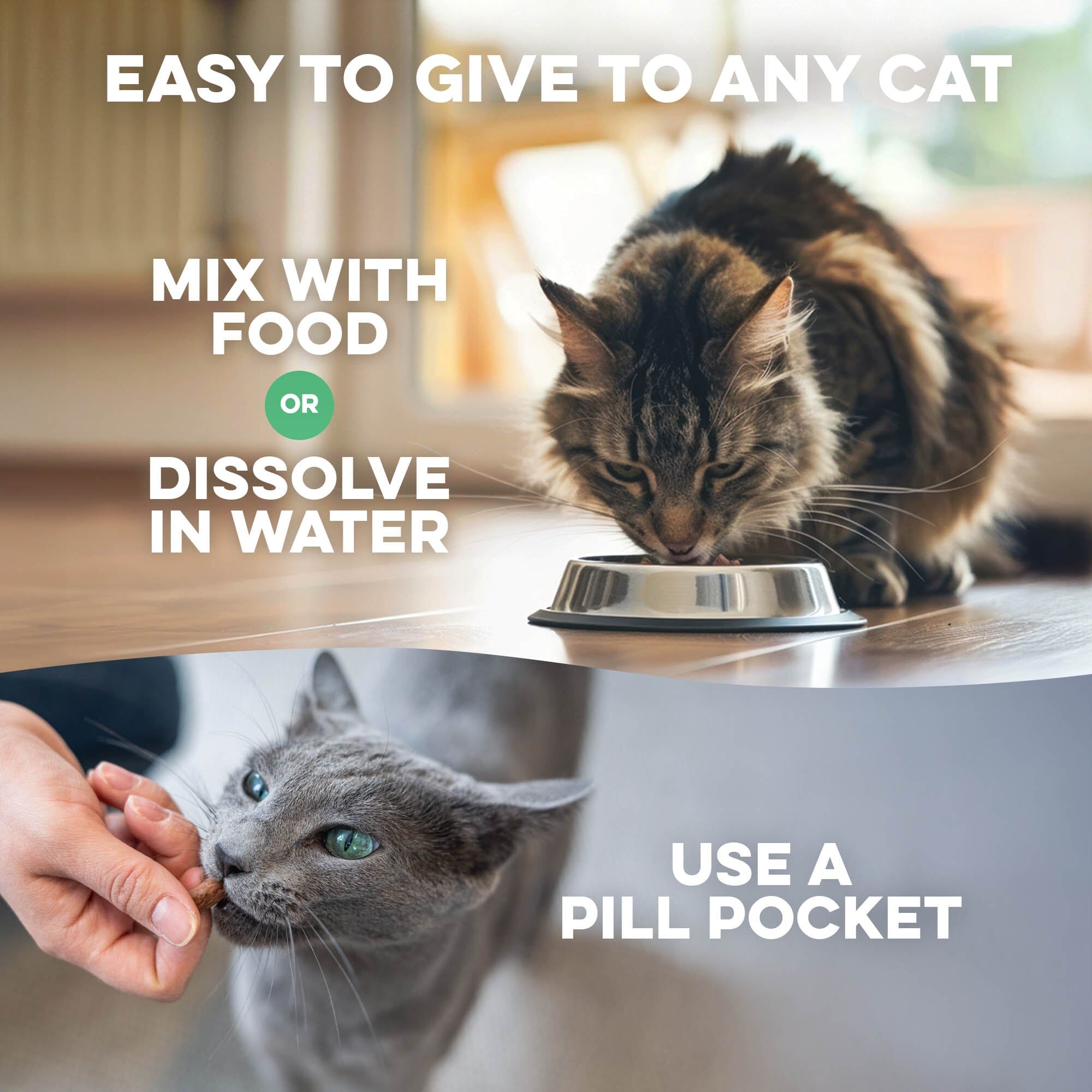 Cat Anti-Aging Routine BestLife4Pets 