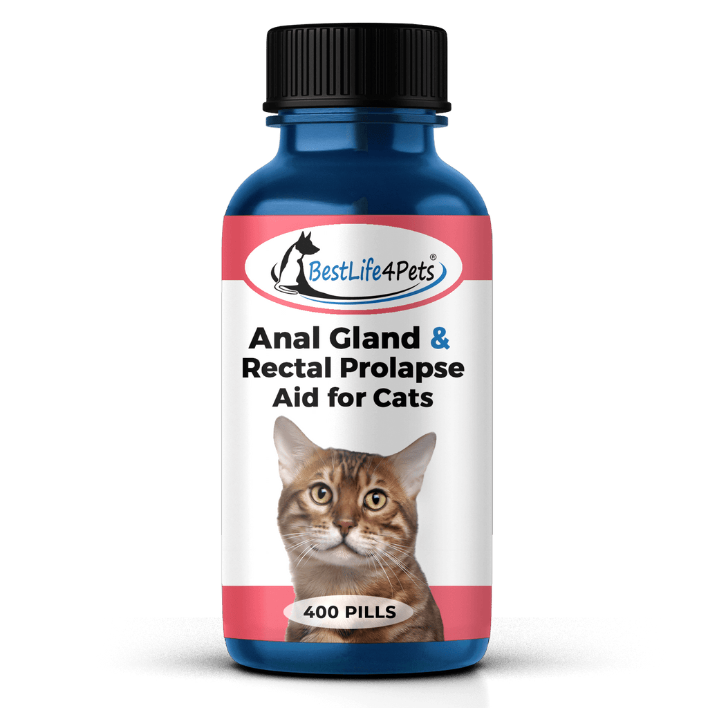 Cat kidney sales failure treatment homeopathic
