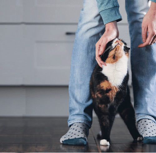 purring cat rubbing against a person's hand