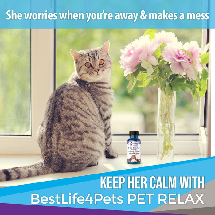 Pet Relax Anxiety and Stress Relief for Cats BestLife4Pets 