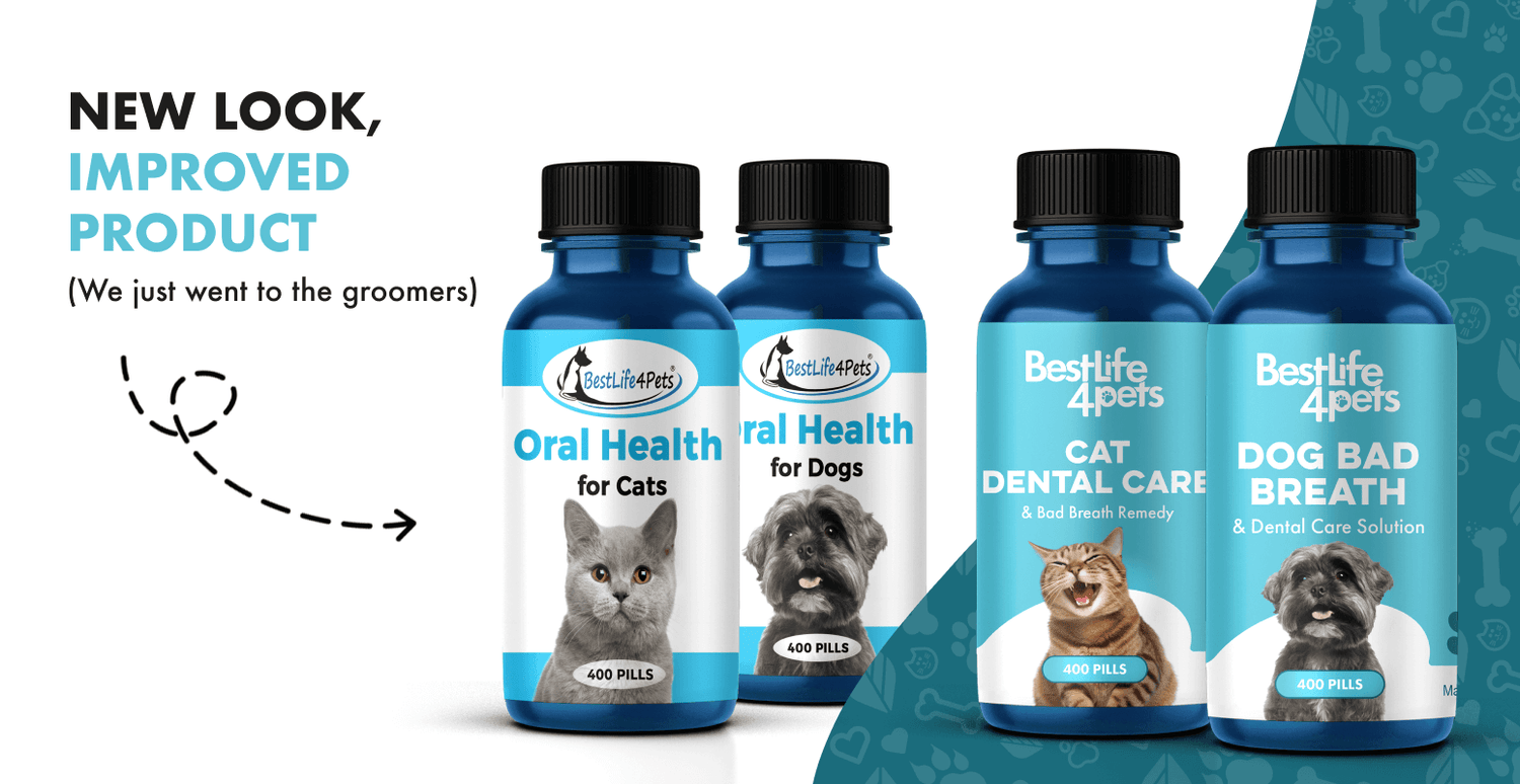 Oral Health for Cats: Now Cat Dental Care + Bad Breath Remedy