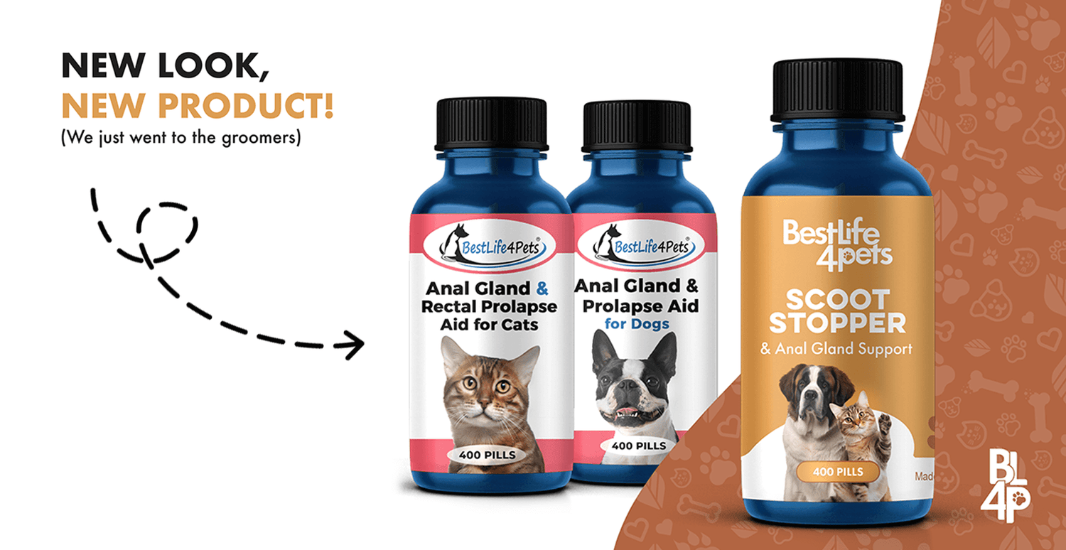 Anal Gland & Rectal Prolapse Aid for Cats and Dogs: Now Scoot Stopper and Anal Gland Support