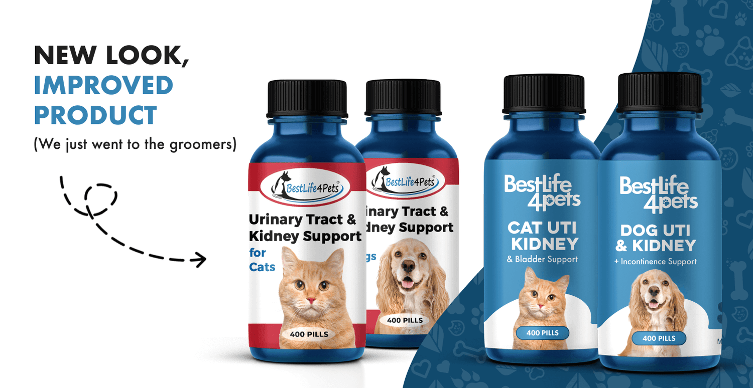 Urinary Tract & Kidney Support for Cats: Now Cat UTI Kidney & Bladder Support