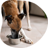 Easy to Give, No Stress for You or Your Pet