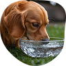 Easy to Give, No Stress for You or Your Pet