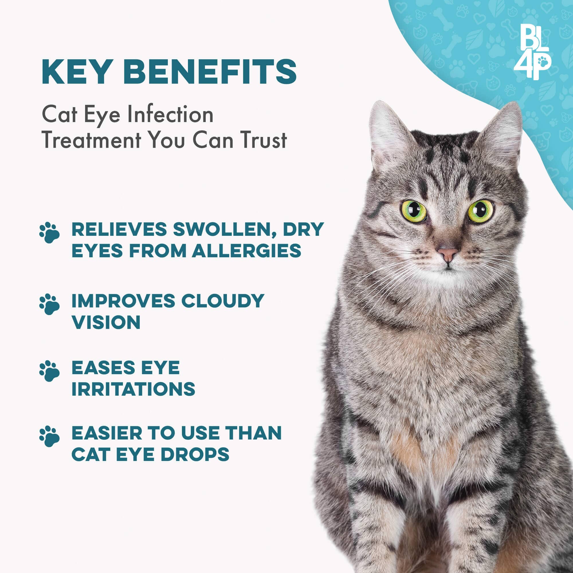 Eye Color Eye Cream For Kittens Giving Cat Eye Drops Cat Eye