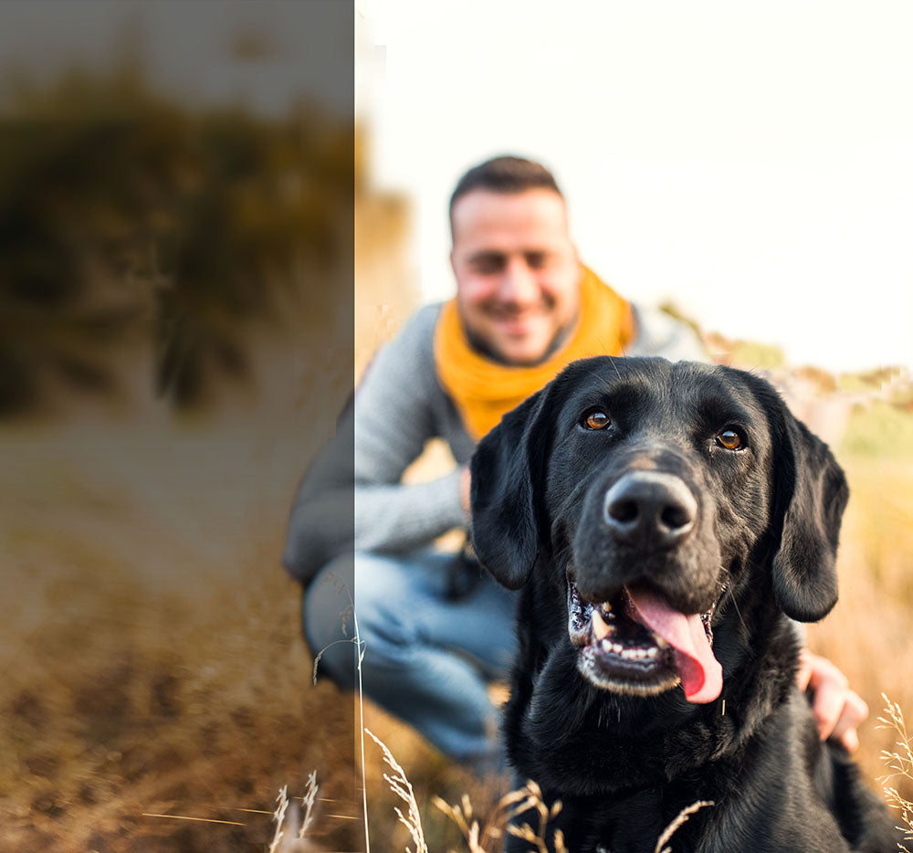 happy dog playing in field with man