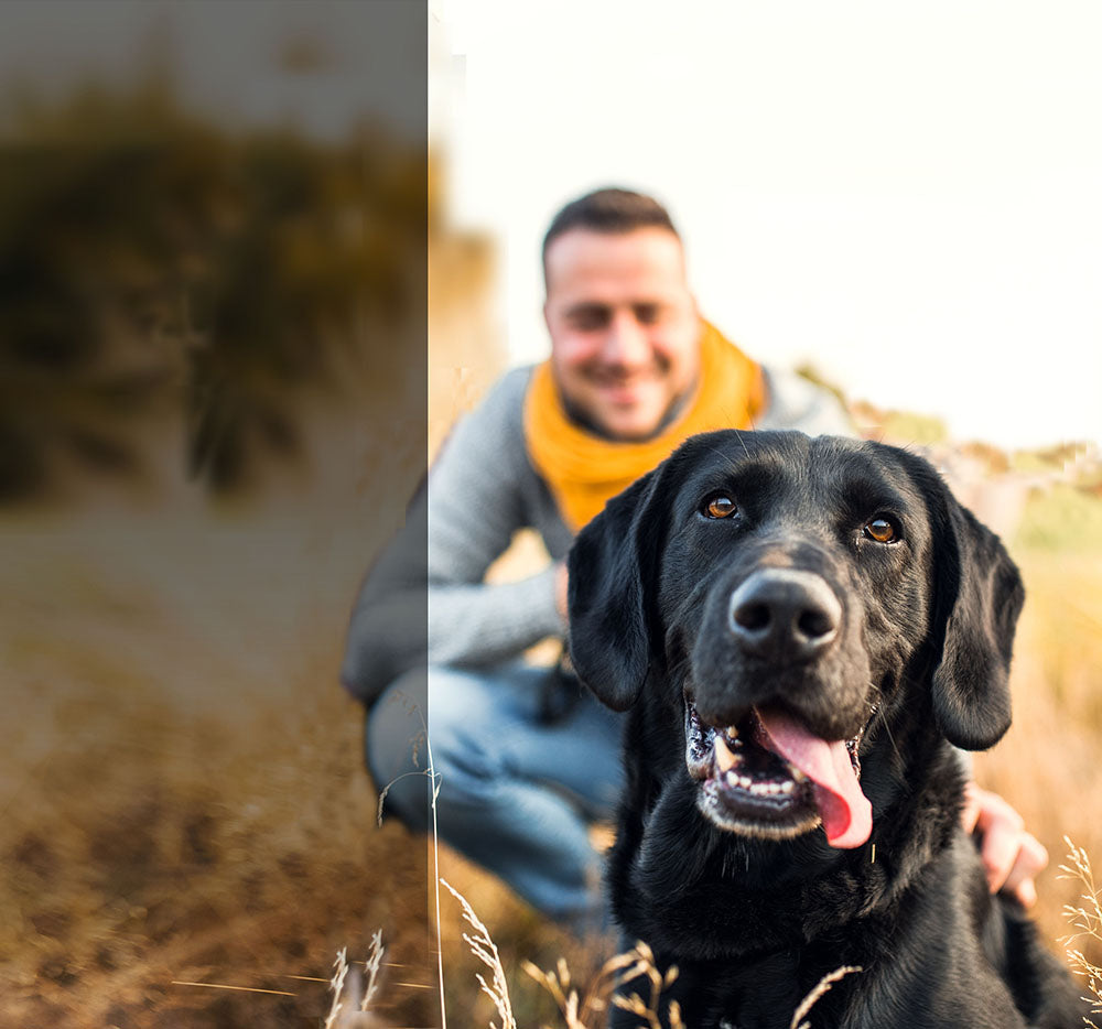 dog running in field with man