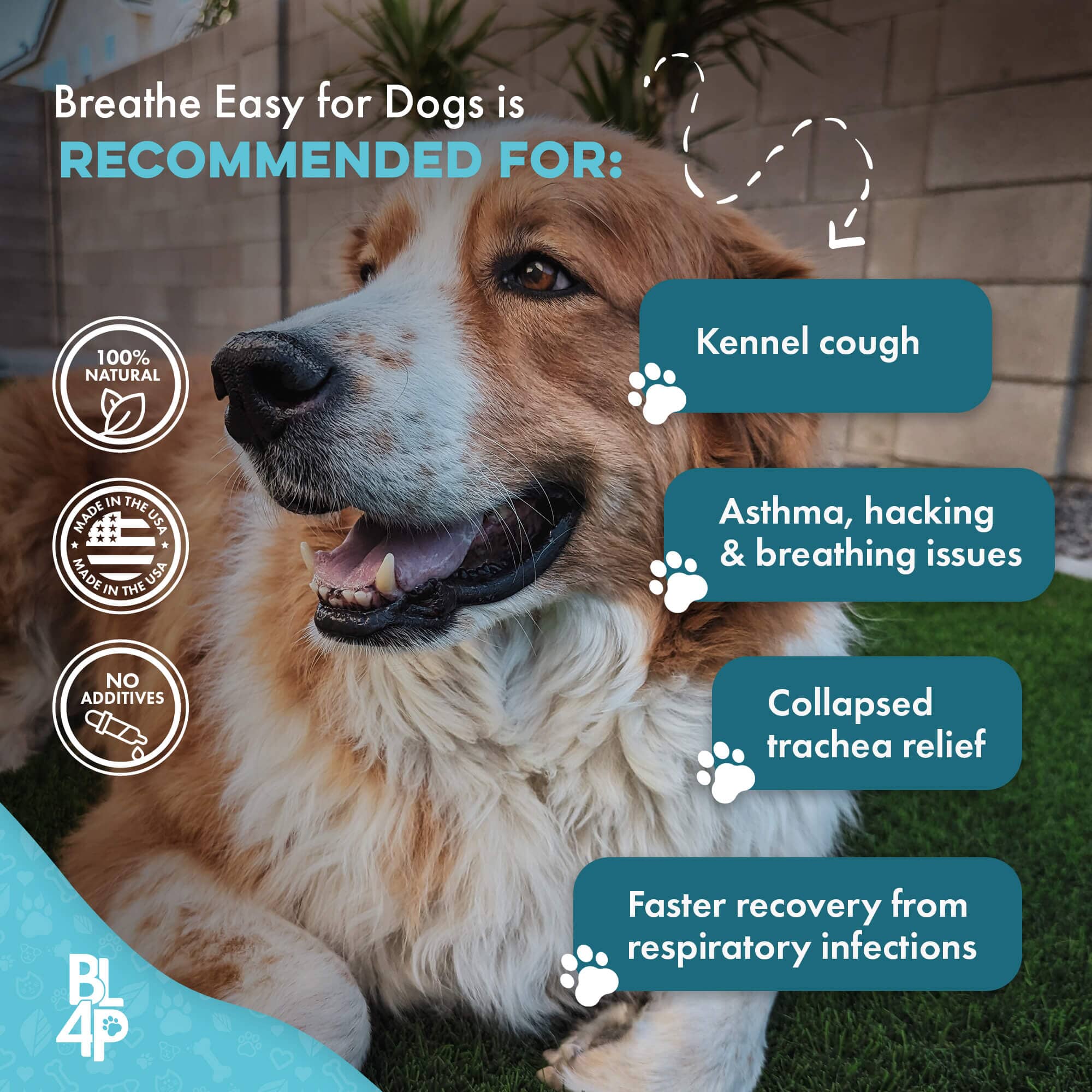 Breathe Easy for Dogs - Kennel Cough & Respiratory Support Remedy BestLife4Pets 