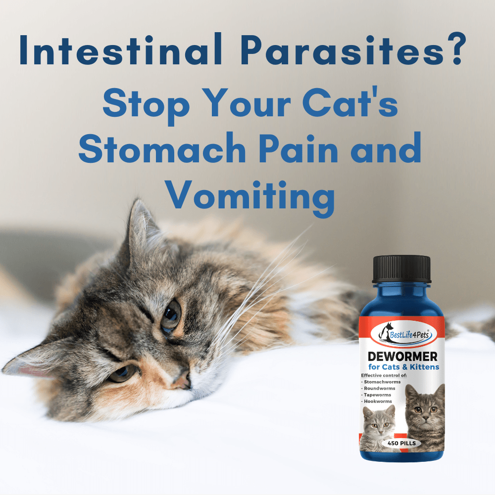 Best top kitten dewormer