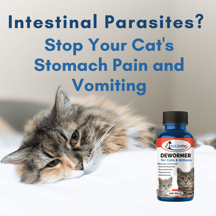 Dewormer for cats home remedy cheap