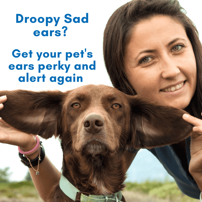 Ear Infection Treatment for Dogs and Cats BestLife4Pets 