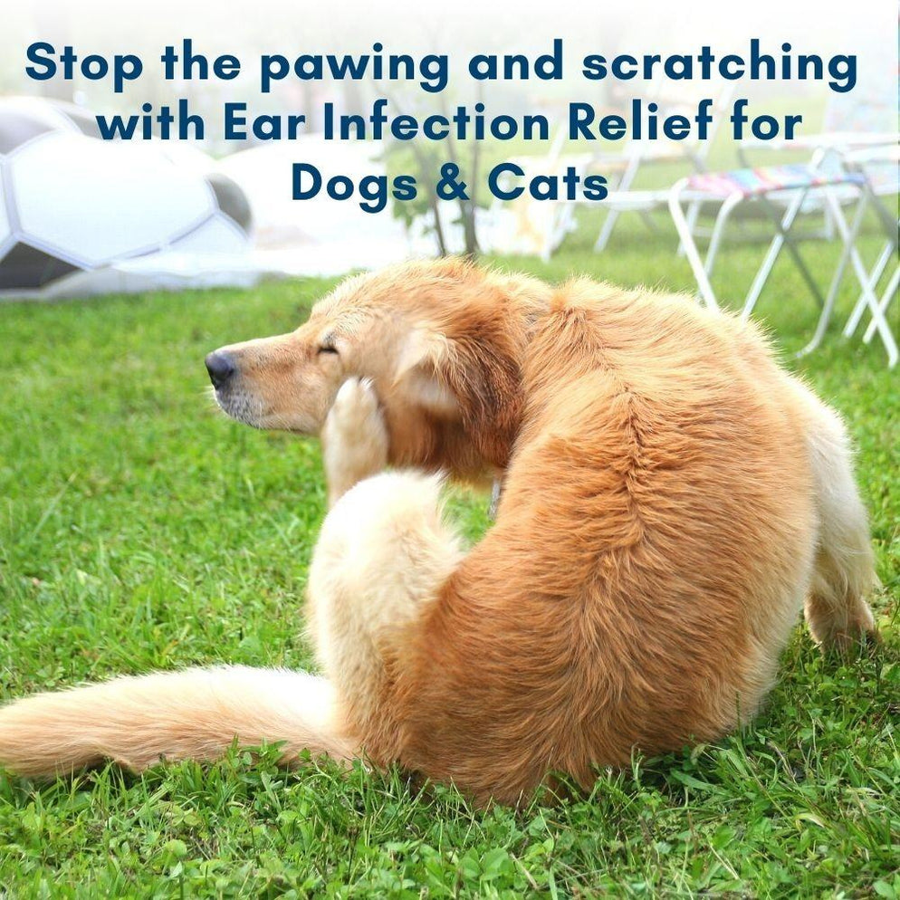 Holistic Ear Infection Treatment for Dogs and Cats Reduces Itching