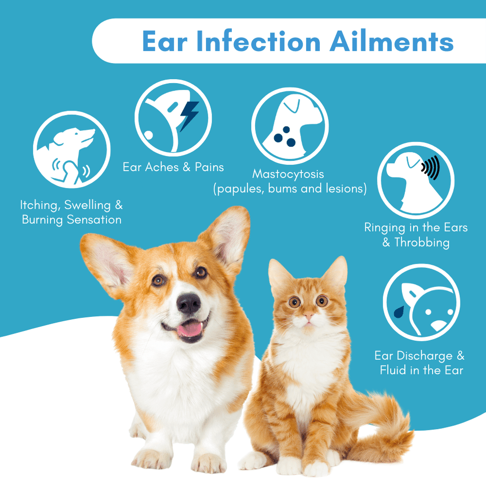 Holistic Ear Infection Treatment for Dogs and Cats Reduces Itching