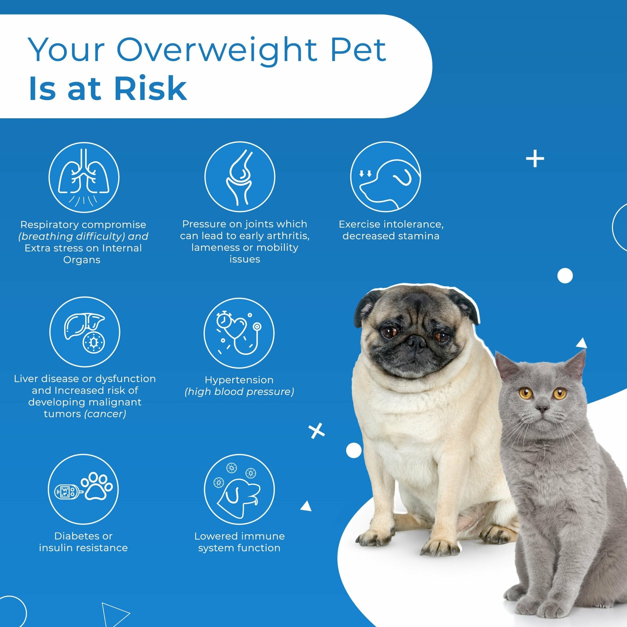 Overweight Cat - Risks and Treatments – PetCubes