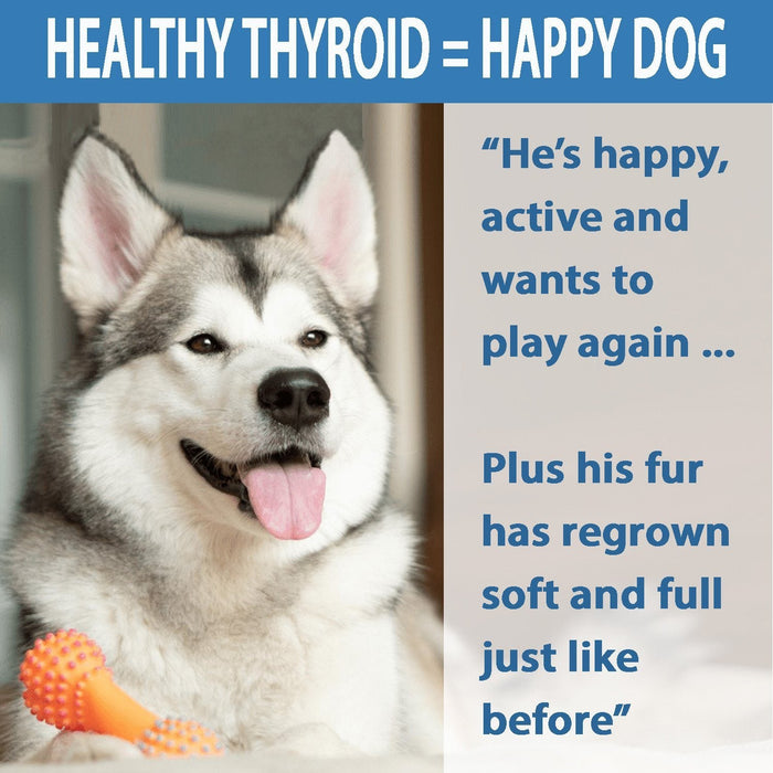 Hypo-Balance Thyroid Support for Dogs (450 Pills) BestLife4Pets 