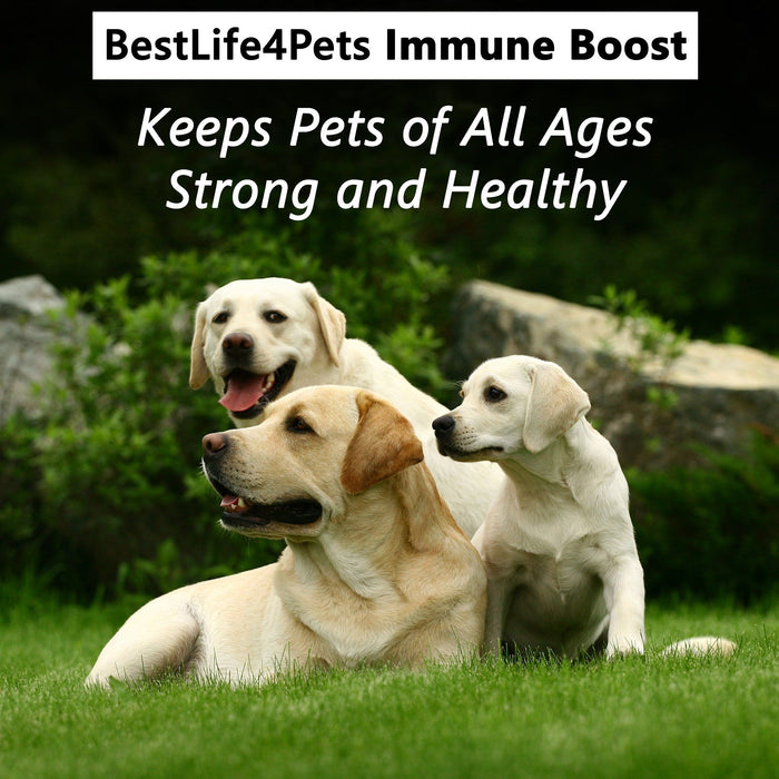 immunity-boost-for-dogs-helps-protect-against-kennel-cough-dog-flu-and-infection-450-pills-bestlife4pets-389049