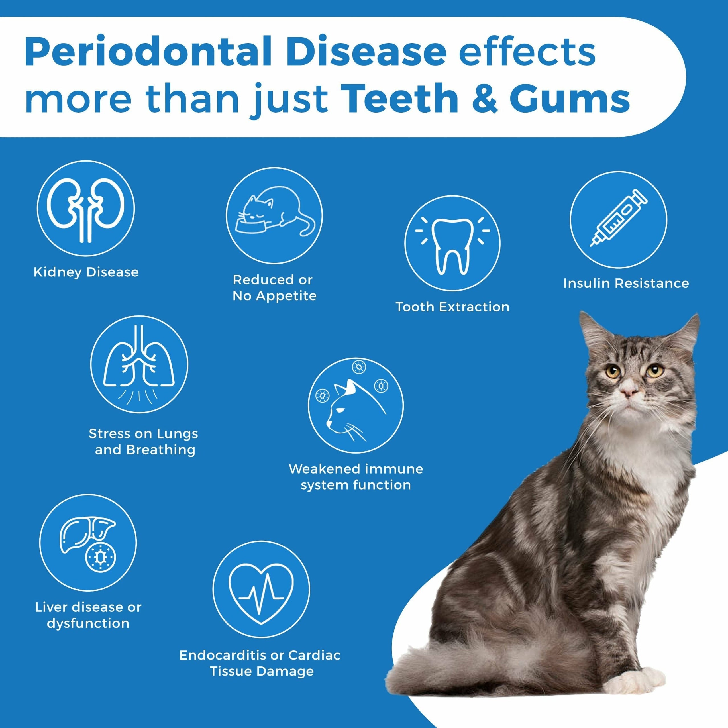 Cats Month, Gums, Stomatitis & Gingivitis Treatment // BestLife4Pets